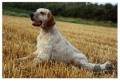 Setter Anglais CONDOR DEL ZAGNIS Setter Anglais CONDOR DEL ZAGNIS
